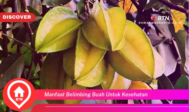 manfaat belimbing buah untuk kesehatan