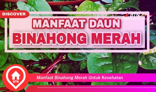 manfaat binahong merah untuk kesehatan