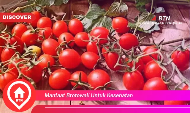 manfaat brotowali untuk kesehatan