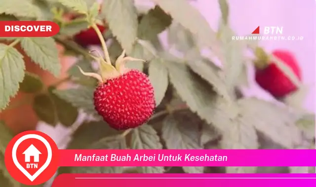 manfaat buah arbei untuk kesehatan