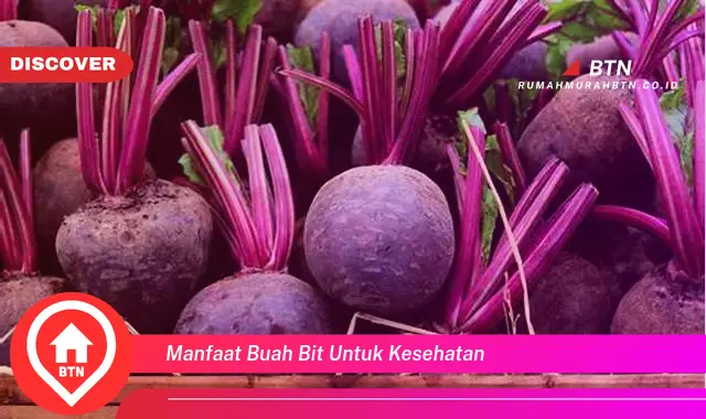 manfaat buah bit untuk kesehatan