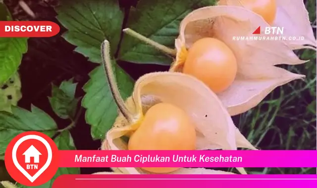 manfaat buah ciplukan untuk kesehatan