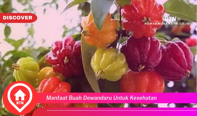 manfaat buah dewandaru untuk kesehatan