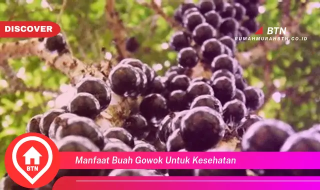 manfaat buah gowok untuk kesehatan