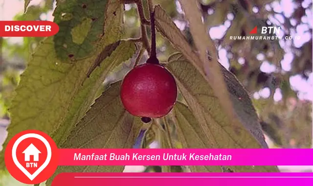 manfaat buah kersen untuk kesehatan