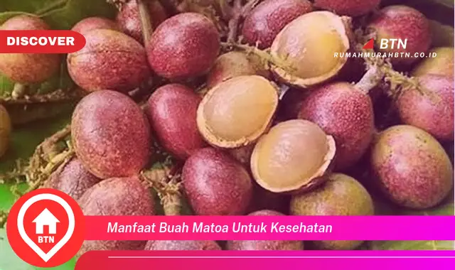 manfaat buah matoa untuk kesehatan