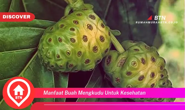 manfaat buah mengkudu untuk kesehatan