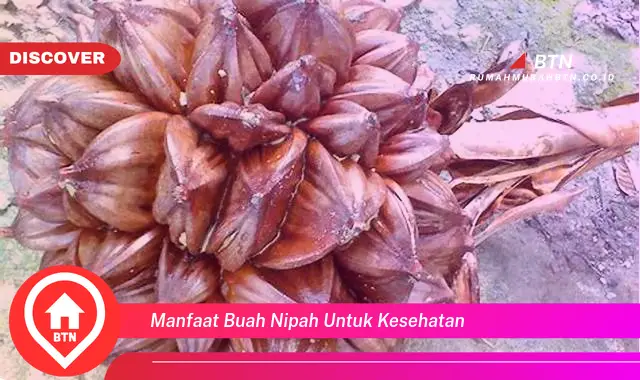 manfaat buah nipah untuk kesehatan