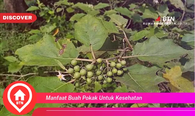 manfaat buah pokak untuk kesehatan