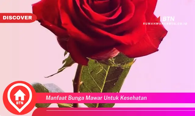 manfaat bunga mawar untuk kesehatan