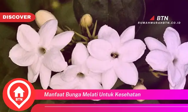 manfaat bunga melati untuk kesehatan