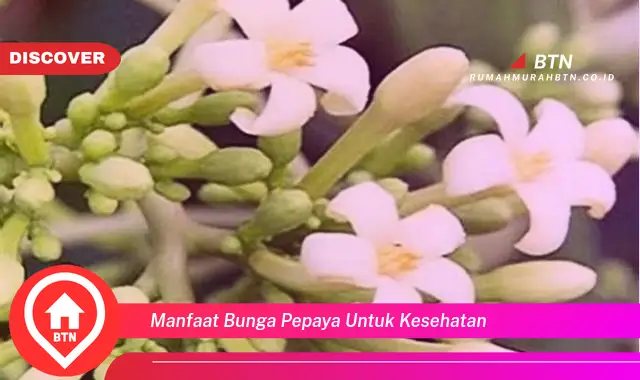 manfaat bunga pepaya untuk kesehatan