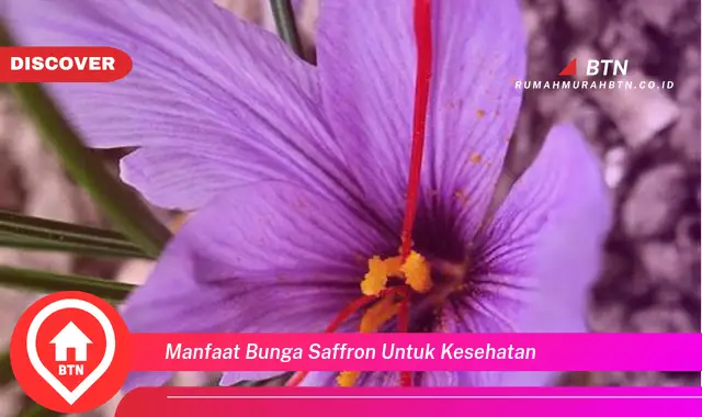 manfaat bunga saffron untuk kesehatan