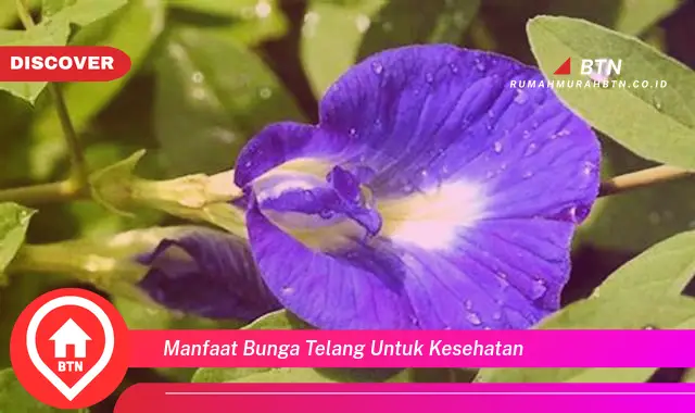 manfaat bunga telang untuk kesehatan