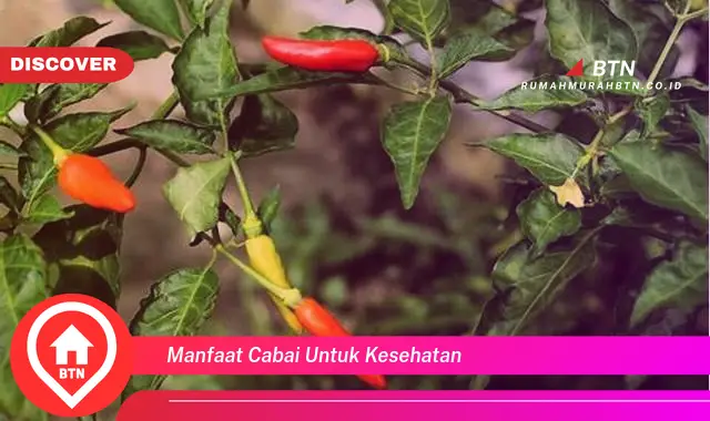 manfaat cabai untuk kesehatan