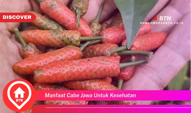 manfaat cabe jawa untuk kesehatan