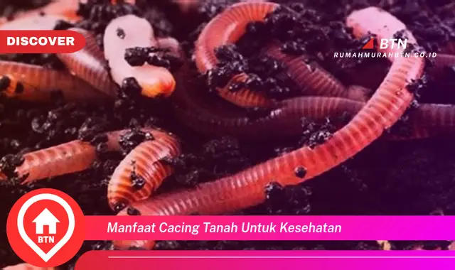 manfaat cacing tanah untuk kesehatan