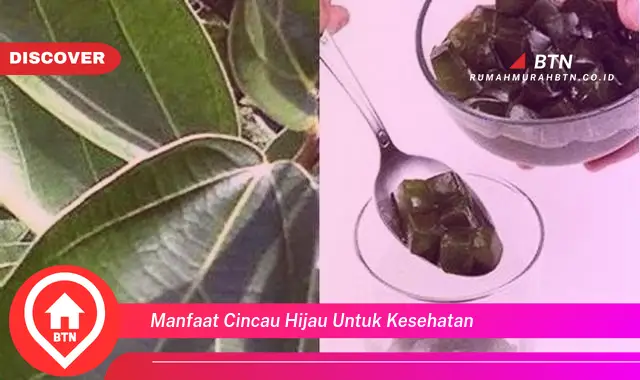 manfaat cincau hijau untuk kesehatan