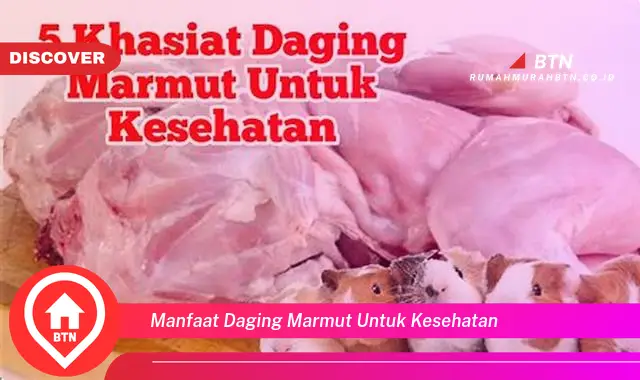 manfaat daging marmut untuk kesehatan