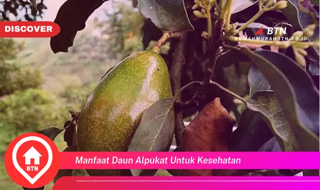 manfaat daun alpukat untuk kesehatan