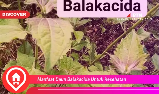 manfaat daun balakacida untuk kesehatan