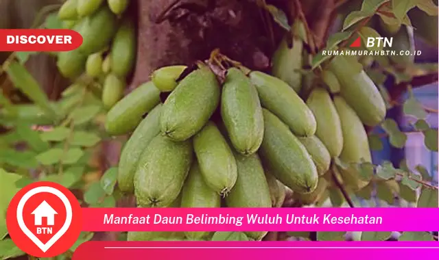 manfaat daun belimbing wuluh untuk kesehatan