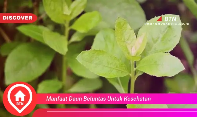 manfaat daun beluntas untuk kesehatan