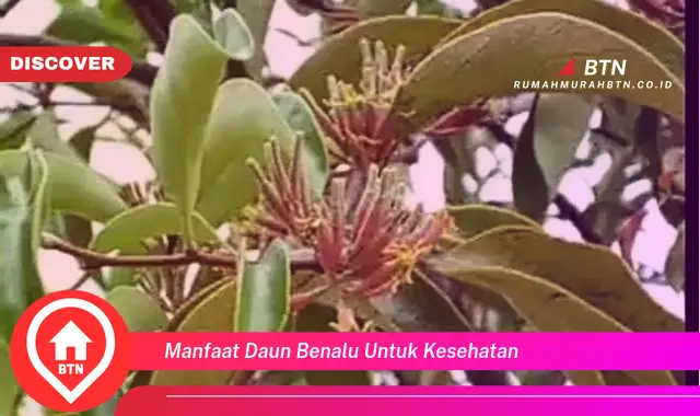 manfaat daun benalu untuk kesehatan