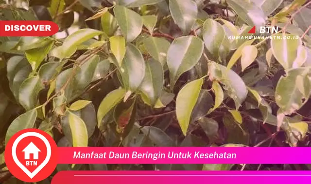 manfaat daun beringin untuk kesehatan