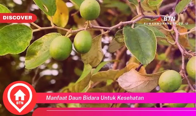 manfaat daun bidara untuk kesehatan