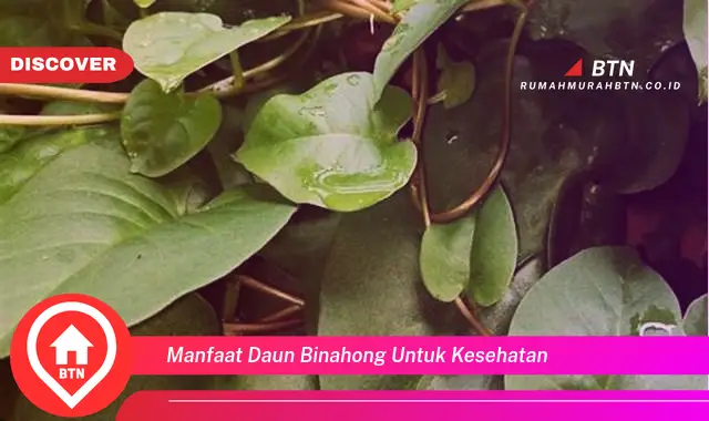 manfaat daun binahong untuk kesehatan