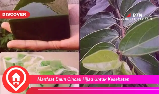 manfaat daun cincau hijau untuk kesehatan