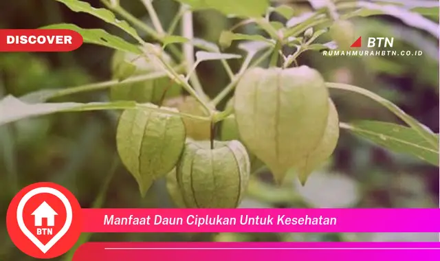 manfaat daun ciplukan untuk kesehatan