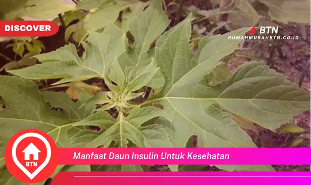 manfaat daun insulin untuk kesehatan