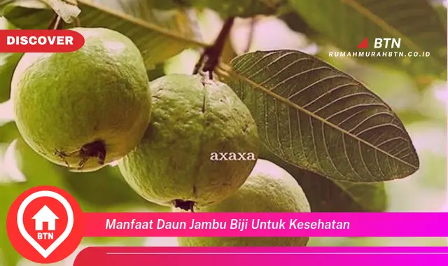 manfaat daun jambu biji untuk kesehatan