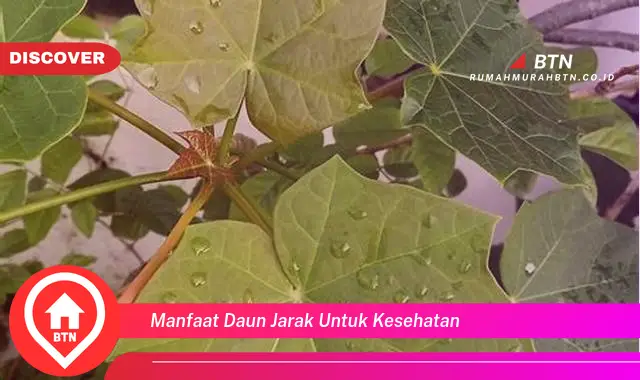 manfaat daun jarak untuk kesehatan