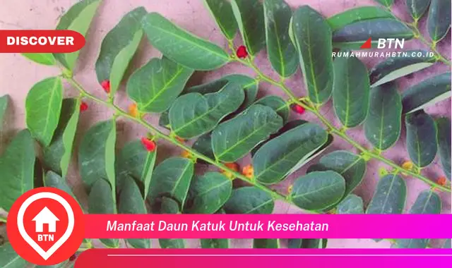 manfaat daun katuk untuk kesehatan