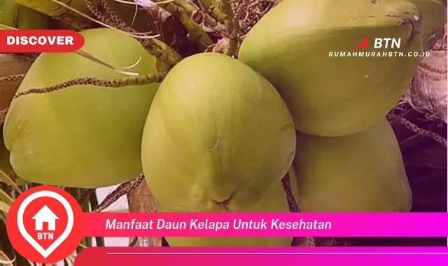 manfaat daun kelapa untuk kesehatan