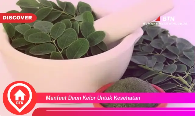 manfaat daun kelor untuk kesehatan