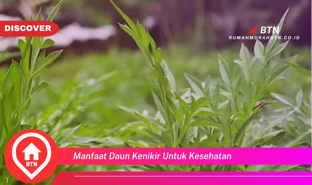 manfaat daun kenikir untuk kesehatan