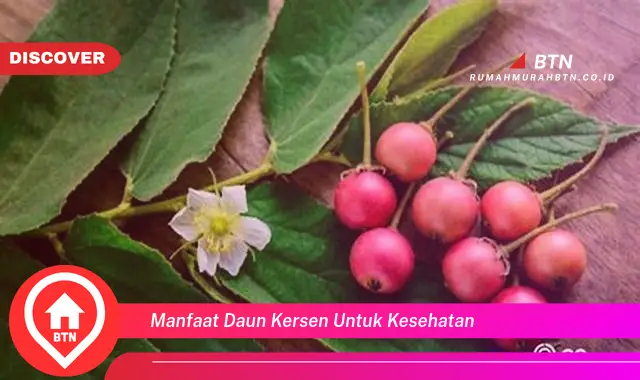 manfaat daun kersen untuk kesehatan