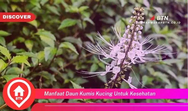 manfaat daun kumis kucing untuk kesehatan