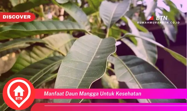 manfaat daun mangga untuk kesehatan