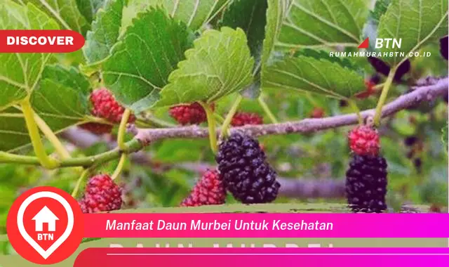 manfaat daun murbei untuk kesehatan