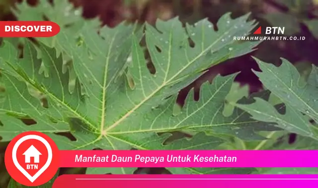 manfaat daun pepaya untuk kesehatan