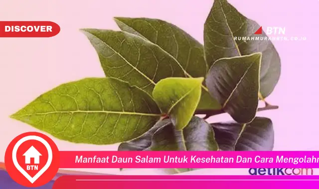 manfaat daun salam untuk kesehatan dan cara mengolahnya