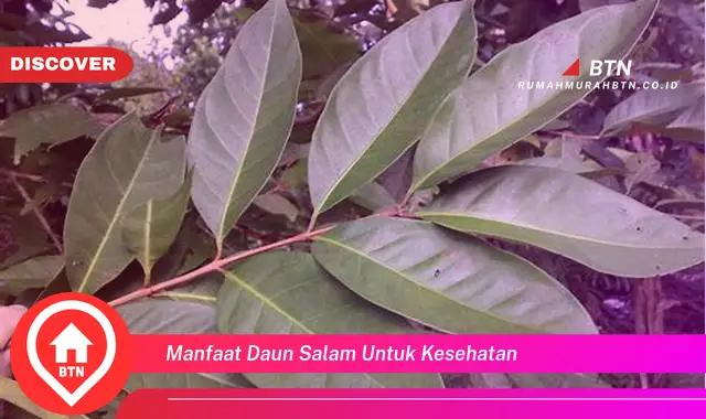 manfaat daun salam untuk kesehatan