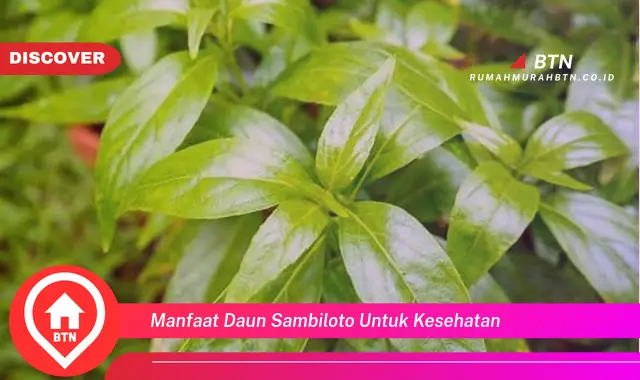 manfaat daun sambiloto untuk kesehatan