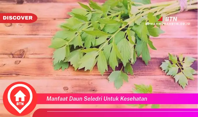 manfaat daun seledri untuk kesehatan