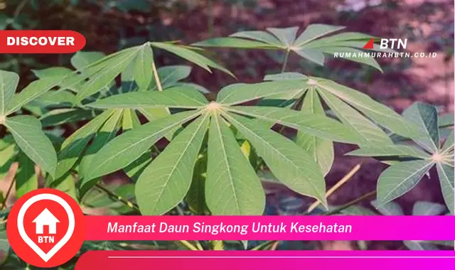 manfaat daun singkong untuk kesehatan